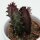 Euphorbia trigona Rubra - 5,5cm