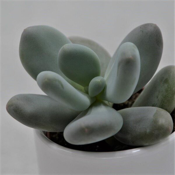 Pachyphytum oviferum