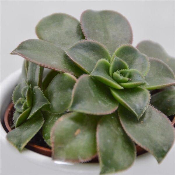 Aeonium Kiwi
