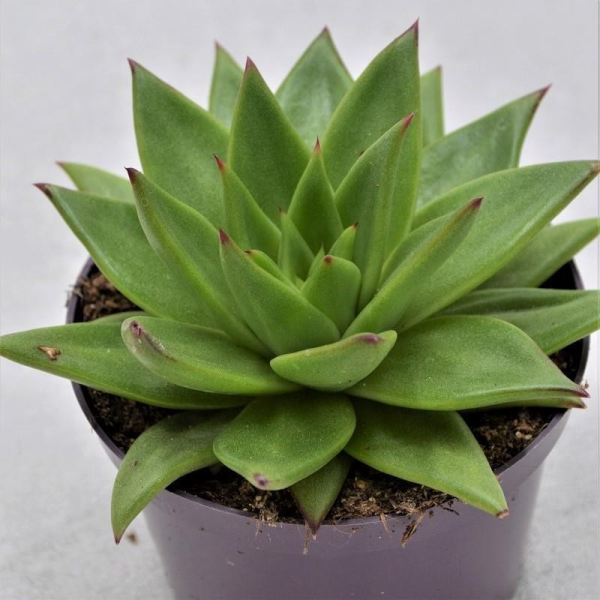 Echeveria Pluto - 10,5cm