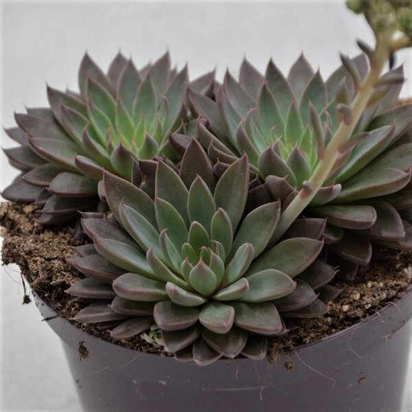 Graptopetalum rusbyi groß