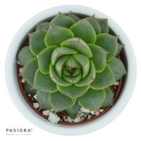 Echeveria Fabiola - 6cm