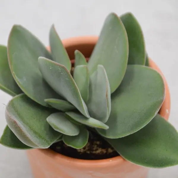 Crassula cotelydonis - 6cm