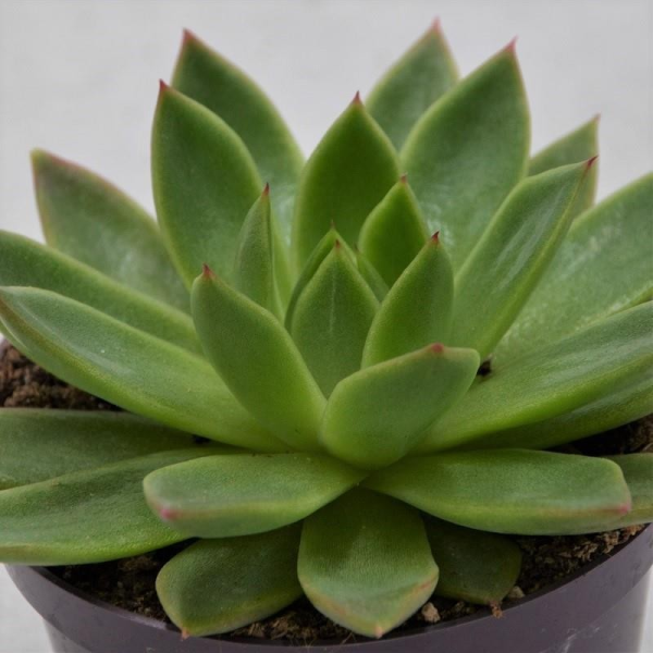 Echeveria agavoides - 10,5cm