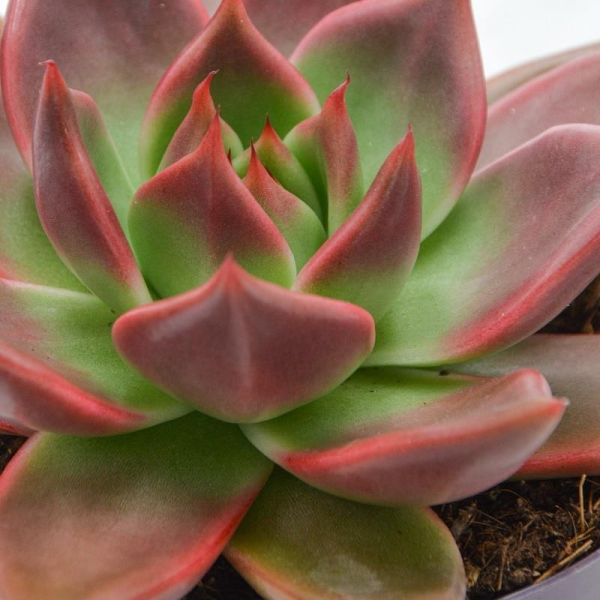 Echeveria Mars - 12cm