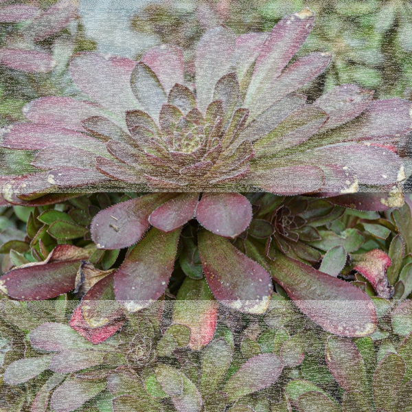 Sempervivum Orion - 10,5cm