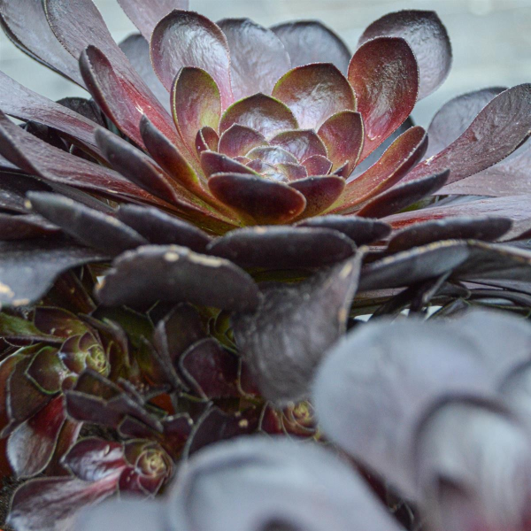 Sempervivum Rosa Mädchen -10,5 cm