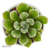 Echeveria setosa