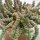 Crassula rupestris subsp. marnieriana - 12cm