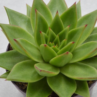 Echeveria Pluto - 12cm