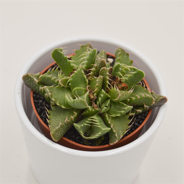 Faucaria tuberculosa - 6,5cm