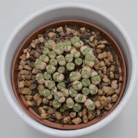Conophytum species - 6,5cm