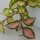 Hoya carnosa Tricolor - 12cm