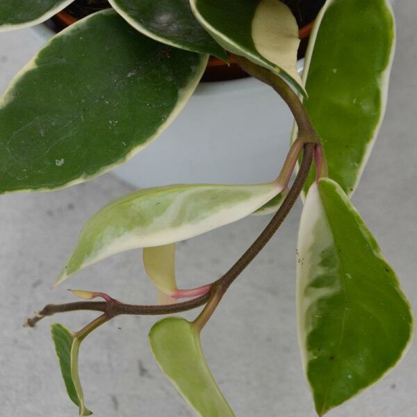 Hoya carnosa Krimson Queen - 12cm