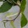 Hoya carnosa Krimson Queen - 12cm