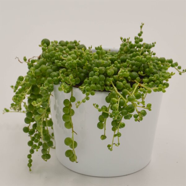 Senecio rowleyanus - 8,5cm