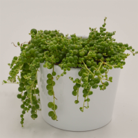 Senecio rowleyanus - 8,5cm