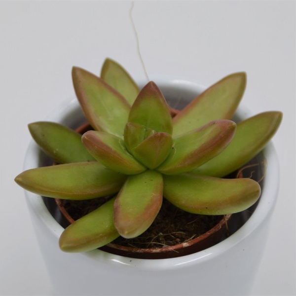 Sedum nussbaumerianum - 6cm