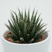 Aloe haworthioides - 5,5cm