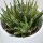 Aloe haworthioides - 5,5cm