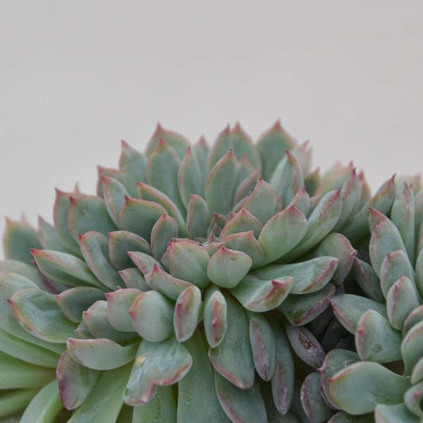 Echeveria apus Christata - 8,5cm