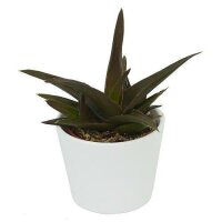 Succulent Aloe Black Gem 6cm
