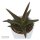Sukkulente Aloe Black Gem 6cm