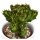 Euphorbia lactea f. cristata - 5,5cm