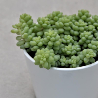Sedum burrito - 8,5cm