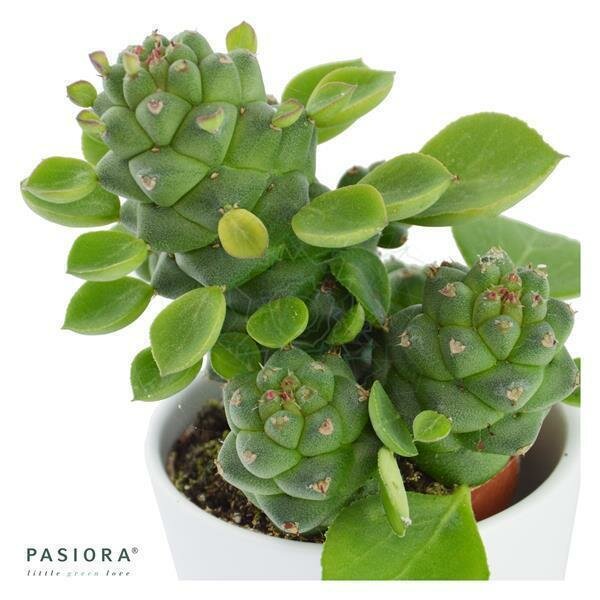 Euphorbia ritchiei - 6cm