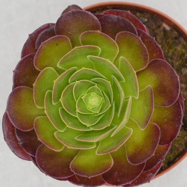 Aeonium arboreum Velours