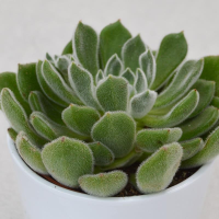 Echeveria setosa - 12cm