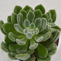 Echeveria setosa - 12cm