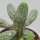 Euphorbia mammillaris f. variegata - 12cm