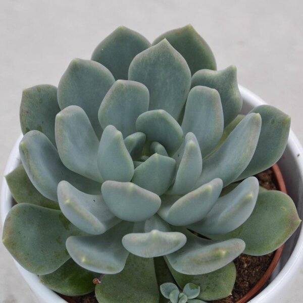 Pachyveria Corvus - 10,5cm