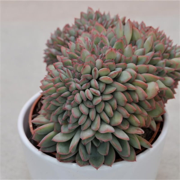 Echeveria apus Christata - 10,5cm