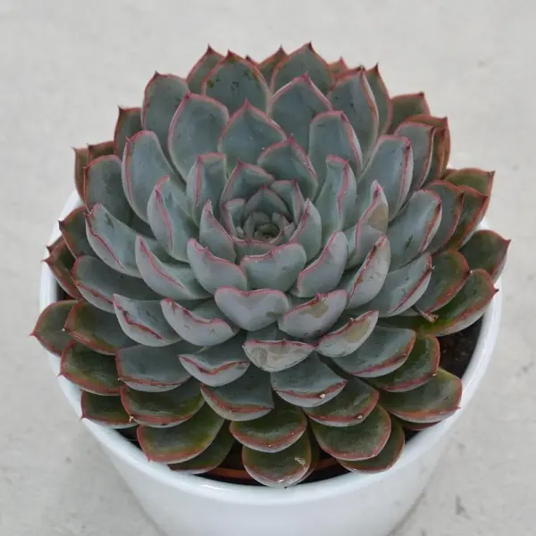 Echeveria Hercules - 10,5cm