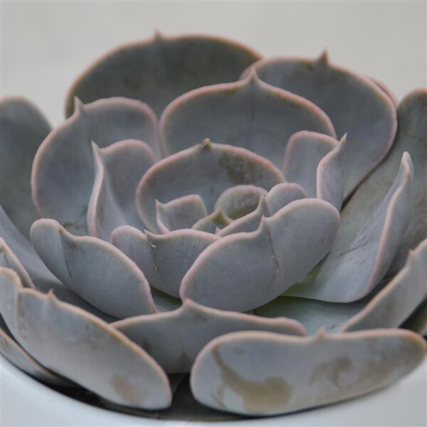 Echeveria pollux - 10,5cm