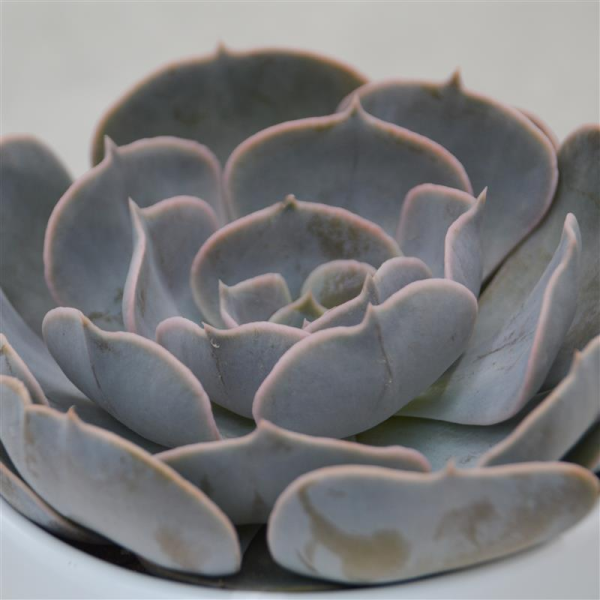 Echeveria pollux - 10,5cm