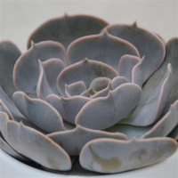 Echeveria pollux - 10,5cm