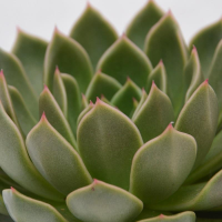 Echeveria Mira - 10,5cm