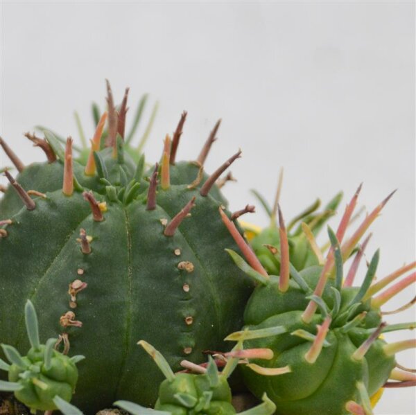 Euphorbia meloformis - 6,5cm
