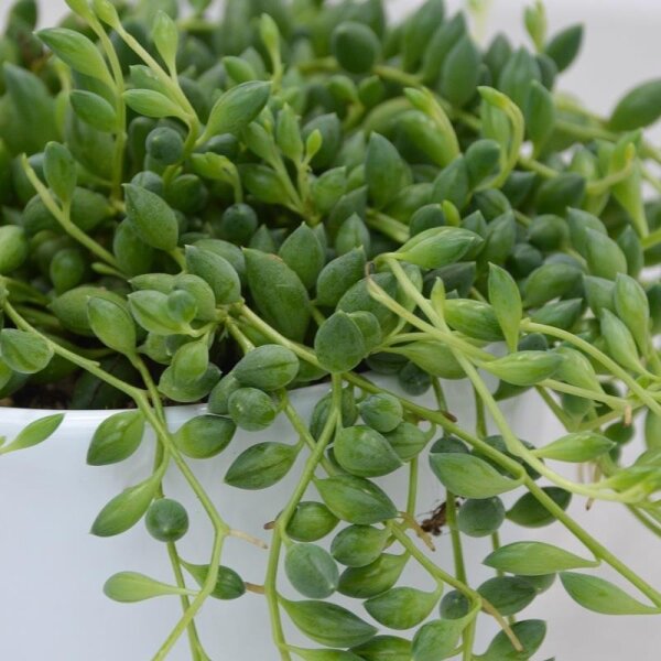 Senecio herreanus - 10,5cm