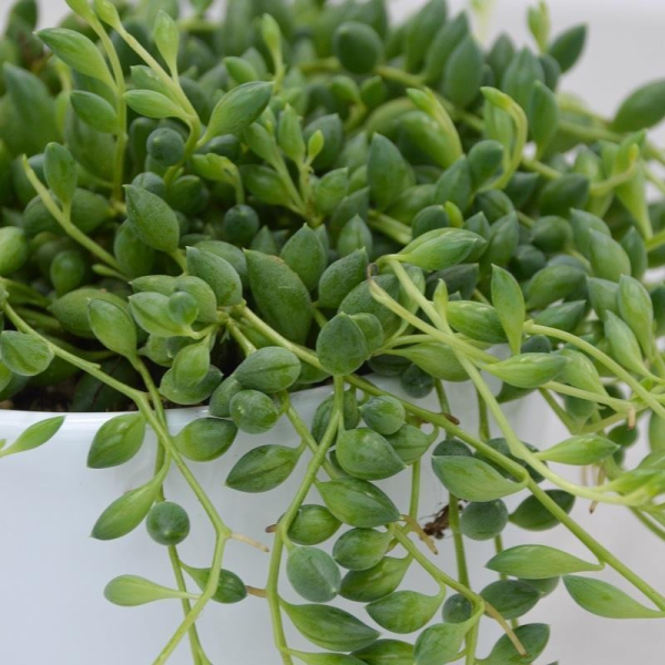 Senecio herreanus - 10,5cm