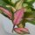 Hoya carnosa Tricolor - 6cm