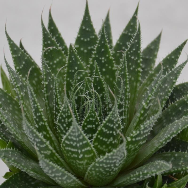 Aloe aristata - 9cm