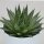 Aloe aristata - 12cm