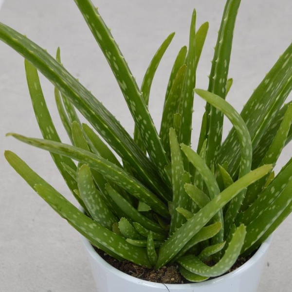 Aloe vera - 12cm