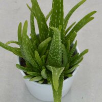 Aloe vera Sweet - 12cm