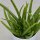 Aloe vera Sweet - 12cm